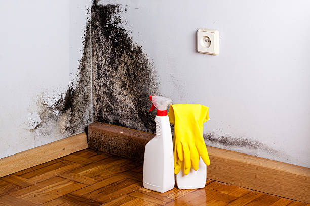 Best Mold Damage Repair  in Delhi Hills, OH