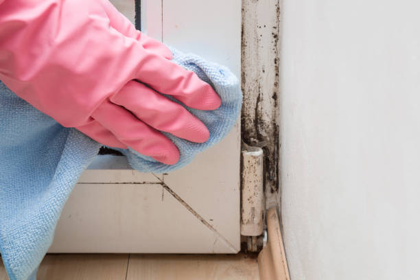 Best Fast Mold Removal  in Delhi Hills, OH